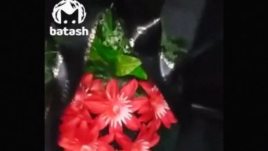 Фото - Владелица автобусного бизнеса в Башкирии нашла на своей машине похоронный венок